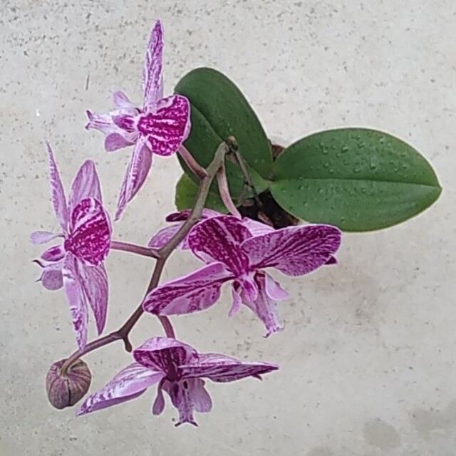 胡蝶蘭　紫　和柄 ハンドメイドのフラワー/ガーデン(プランター)の商品写真