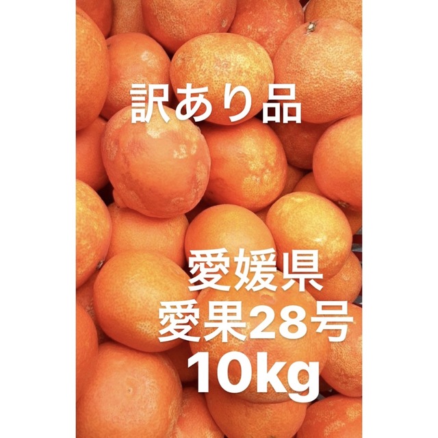 訳あり品　愛媛県産　愛果28号　柑橘　10kg