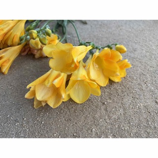 嬉しい今春開花用✰ ✧人気の王道フリージア黄色✧ 3球根✧(プランター)