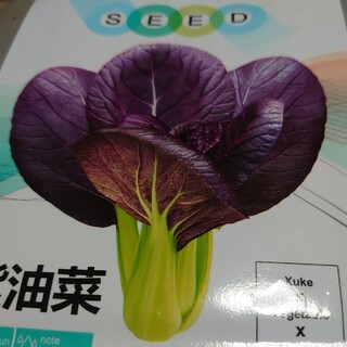 珍しい 紫 チンゲンサイ 種 18粒(野菜)
