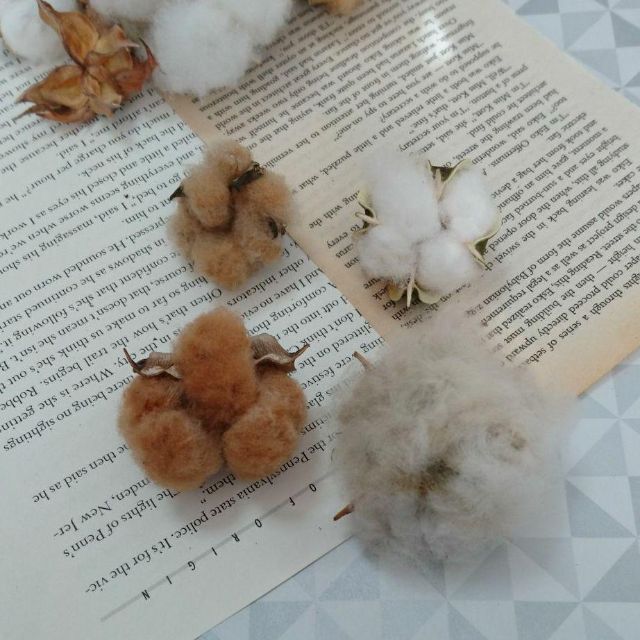 綿花の種 ４色【D】 ハンドメイドのフラワー/ガーデン(その他)の商品写真