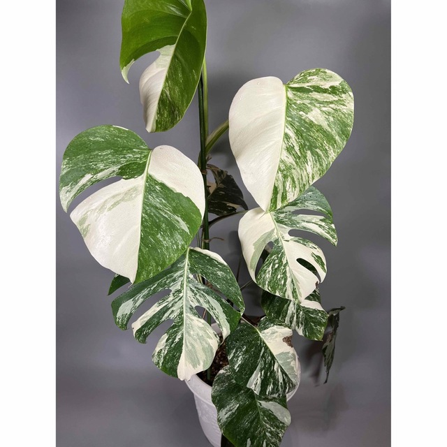 モンステラ　斑入り ホワイトタイガー Monstera borsigiana 7