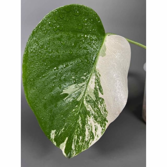 モンステラ　斑入り ホワイトタイガー Monstera borsigiana 7 3