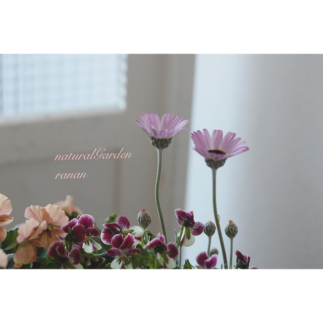 ❁⃘*.ﾟお花で癒されましょう❁⃘*.ﾟローダンセマムの寄せ植え ハンドメイドのフラワー/ガーデン(プランター)の商品写真