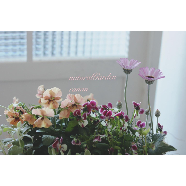 ❁⃘*.ﾟお花で癒されましょう❁⃘*.ﾟローダンセマムの寄せ植え ハンドメイドのフラワー/ガーデン(プランター)の商品写真