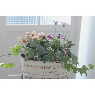 ❁⃘*.ﾟお花で癒されましょう❁⃘*.ﾟローダンセマムの寄せ植え(プランター)