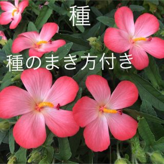 アベルモスクス   花の種60粒以上(その他)