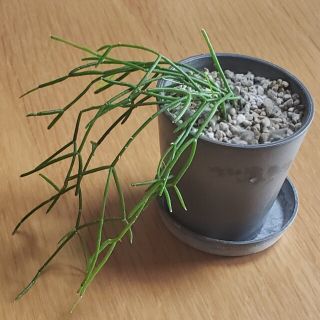 多肉植物 サボテン  リプサリス・カスッサ(その他)