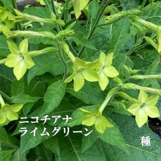 春まき花の種　ニコチアナ・ライムグリーン　50粒　一年草(その他)