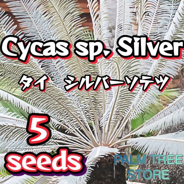 種　サイカスspタイシルバー　シルバーソテツ　5粒 | フリマアプリ ラクマ