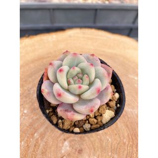 2ページ目 - アリエルの通販 200点以上(ハンドメイド) | お得な新品