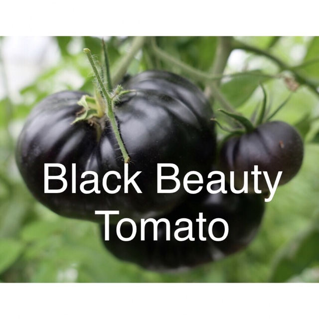 野菜の種　Black BeautyTomatoブラックビューティートマト　種 食品/飲料/酒の食品(野菜)の商品写真