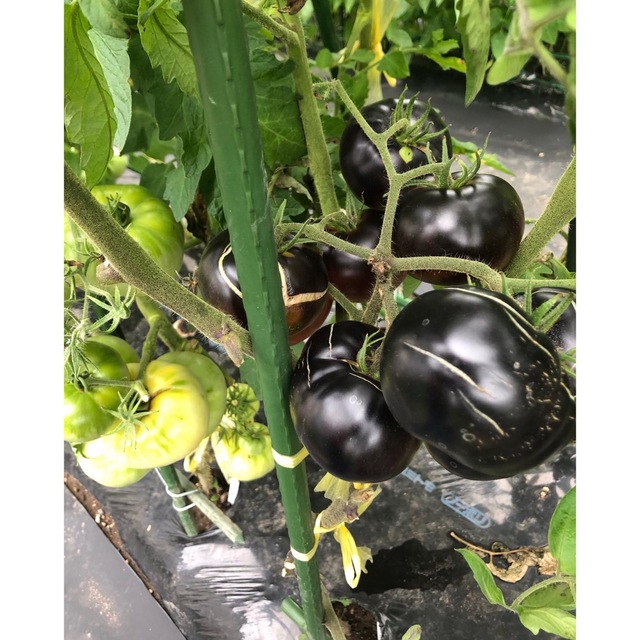 野菜の種　Black BeautyTomatoブラックビューティートマト　種 食品/飲料/酒の食品(野菜)の商品写真