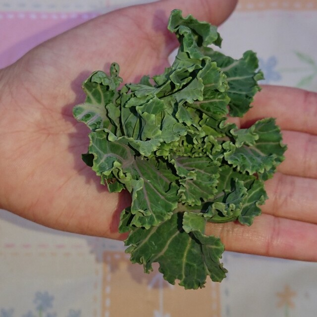 無農薬 お花のようなお野菜 プチヴェール レア おしゃれ 美味しい 栄養満点 食品/飲料/酒の食品(野菜)の商品写真