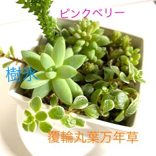 多肉植物1ポット全部　抜き苗(その他)