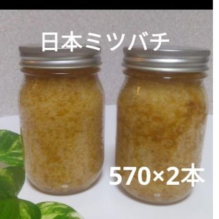 日本ミツバチの蜂蜜  (570×2本)(その他)