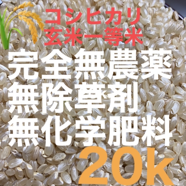 ☘️無農薬 ☘️新米 20キロ コシヒカリ 玄米 農家直送 /精米無料 売れ筋がひ新作！ 7563円