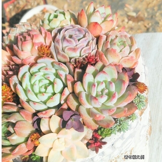 多肉植物 寄せ植え用カット苗Set エケベリア12個 アメイジンググレース入り