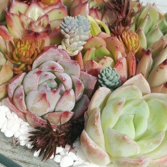 多肉植物 寄せ植え用カット苗Set エケベリア12個 アメイジンググレース入り