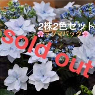 🌸sold out🌸《アジサイ苗　隅田の花火　2株(ブルー⭐︎ピンク)》挿し木苗(その他)