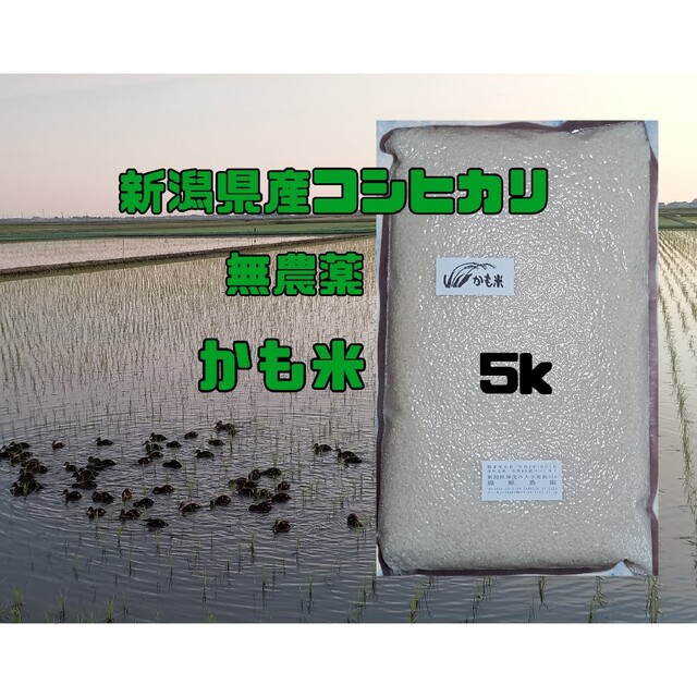 無農薬新潟県産コシヒカリ5k　米/穀物