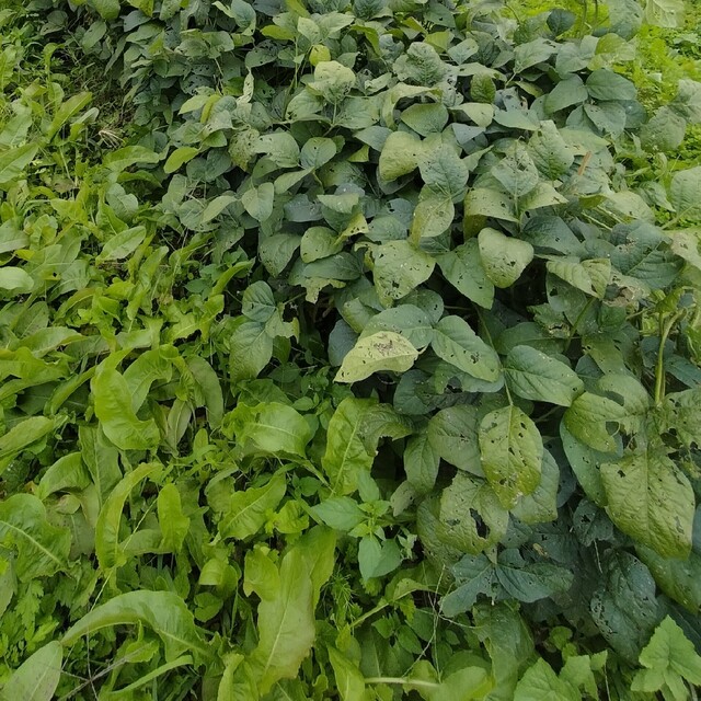 自然農　固定種　黒仙石大豆　種子 食品/飲料/酒の食品(野菜)の商品写真