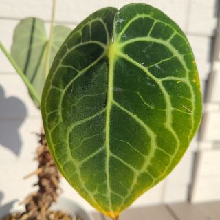 Anthurium クラリネルビウム アンスリウム 大株の通販 by hr's shop