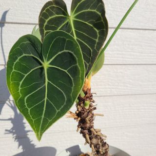 Anthurium クラリネルビウム　アンスリウム　大株(プランター)