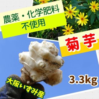 ❤️【産直・大阪いずみ産】菊芋（白菊芋）〜3.3kg(野菜)