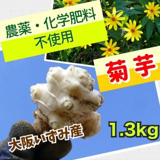 ❤️【産直・大阪いずみ産】菊芋（白菊芋）〜1.3kg(野菜)