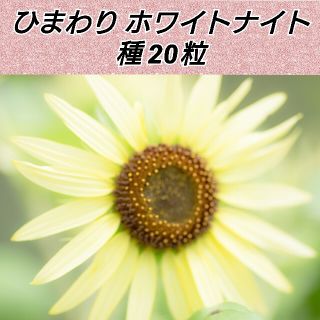 白いひまわり ホワイトナイト 種15粒(プランター)