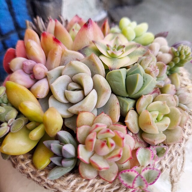 このまま発送いたします♪多肉植物寄せ植え www.lahza.jp
