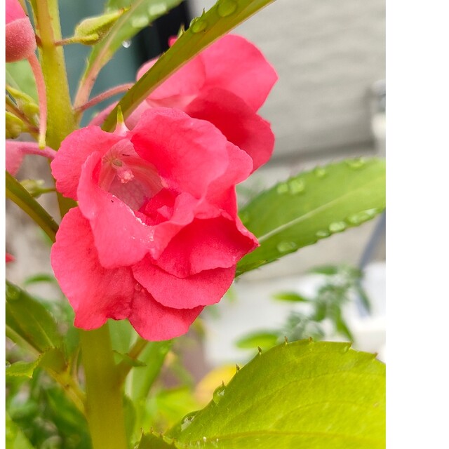 鳳仙花　ホウセンカ　種50粒程度 ハンドメイドのフラワー/ガーデン(プランター)の商品写真