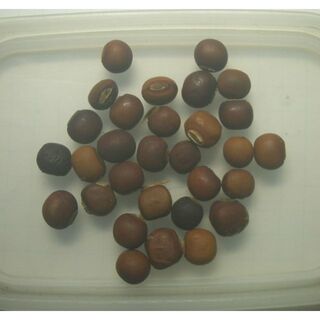 【四角豆　30粒　】　自然栽培　自然農法　昨年 自家採種　うりずん　種　タネ(野菜)