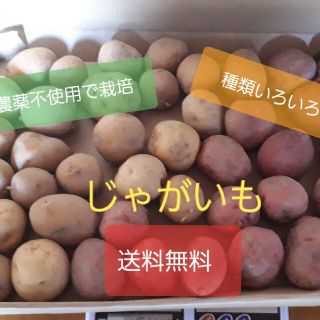 【送料無料】農薬・化学肥料不使用　じゃがいも(sサイズ)　2.4キロ以上(野菜)