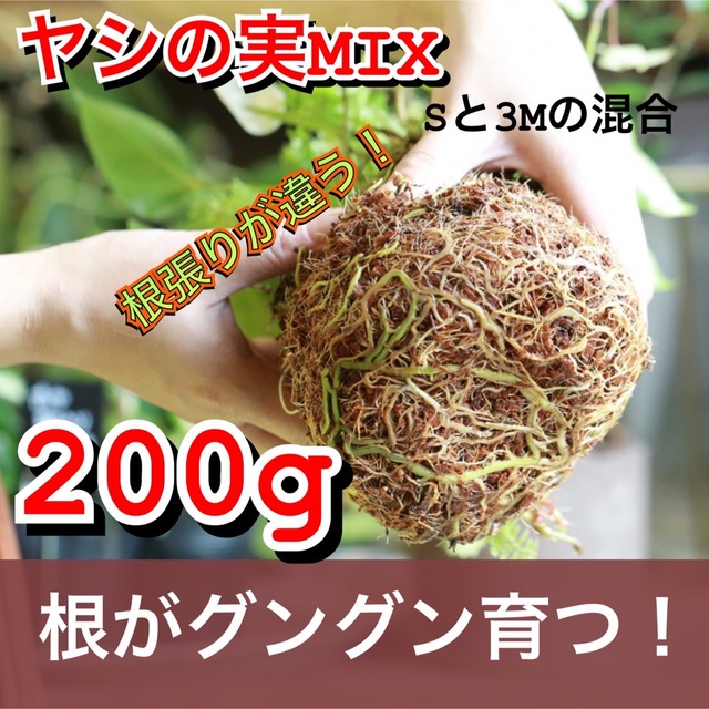 あく抜きヤシの実チップ　多肉植物　ハオルチア　200g 【MIX】 ハンドメイドのフラワー/ガーデン(その他)の商品写真