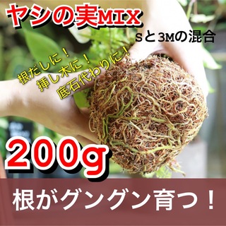 あく抜きヤシの実チップ　多肉植物　ハオルチア　200g 【MIX】(その他)