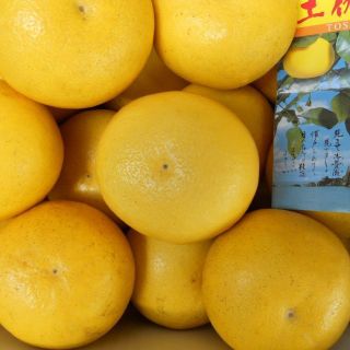 安売り中激安　高知産　土佐文旦　３L　約 １０Kg 　家庭用　北海道沖縄発送不可(フルーツ)