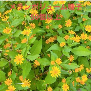 メランポジューム　種子　種　花の種(その他)