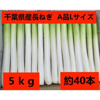 長ねぎ　千葉県産　白ねぎ（長ネギ・根深）５ＫＧ A品Lサイズ 約40本 箱売り　(野菜)