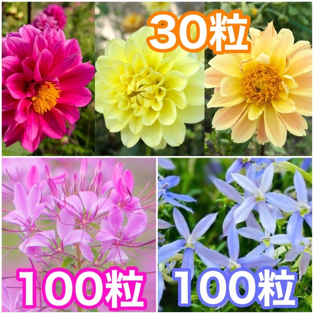 花の種　ダリア　クレオメ　イソトマ ハンドメイドのフラワー/ガーデン(その他)の商品写真