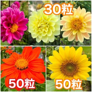 花の種　ダリア　チトニア　ミニひまわり（ひまわり）(その他)