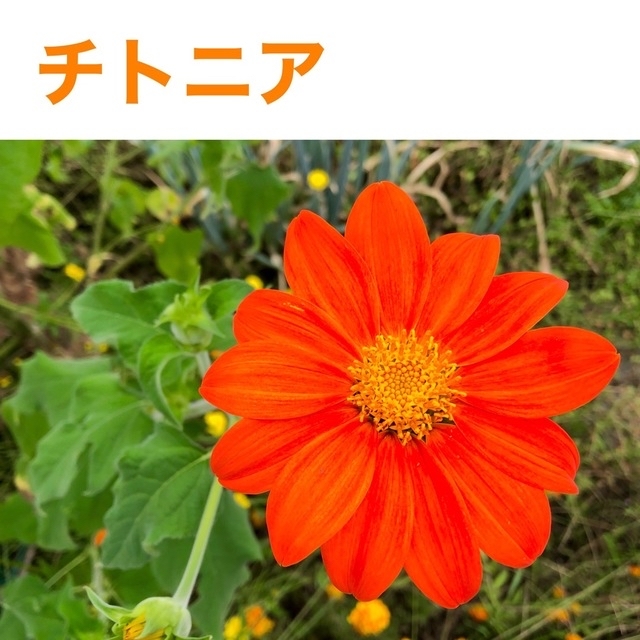 花の種　イソトマ　チトニア　ペチュニア ハンドメイドのフラワー/ガーデン(その他)の商品写真