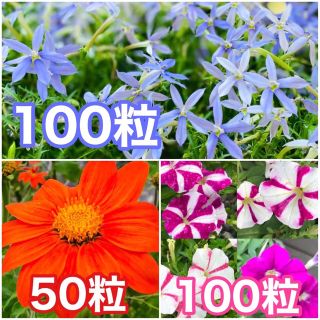 花の種　イソトマ　チトニア　ペチュニア(その他)