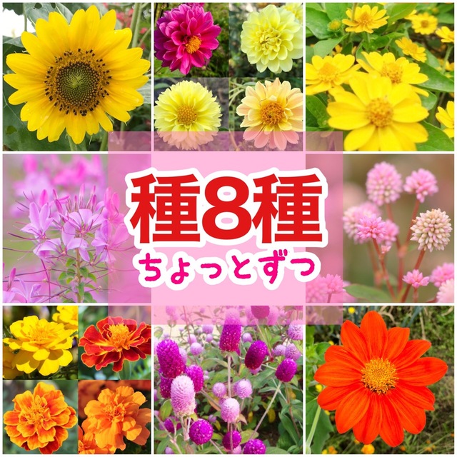 夏に咲く春蒔きの花の種 8種類 ちょっとずつ ハンドメイドのフラワー/ガーデン(その他)の商品写真