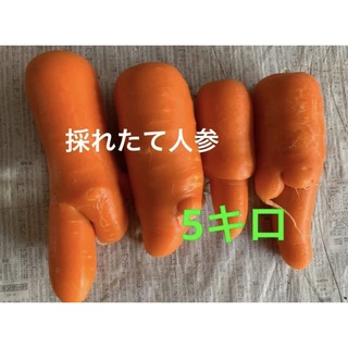 訳あり人参5キロ(野菜)