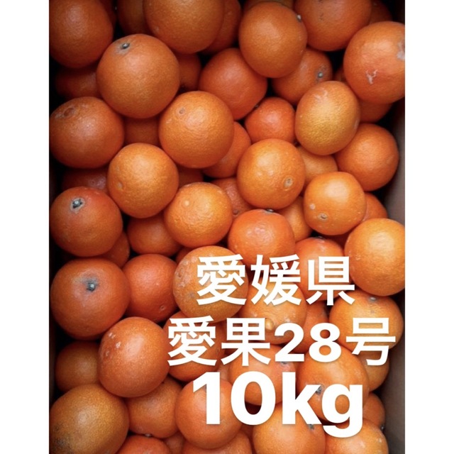 愛媛県産　愛果28号　柑橘　10kg食品