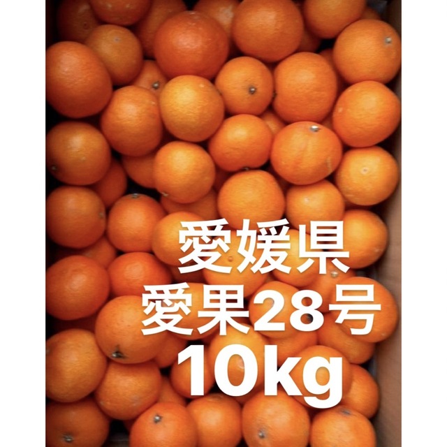 愛媛県産 愛果28号 柑橘 10kg - フルーツ