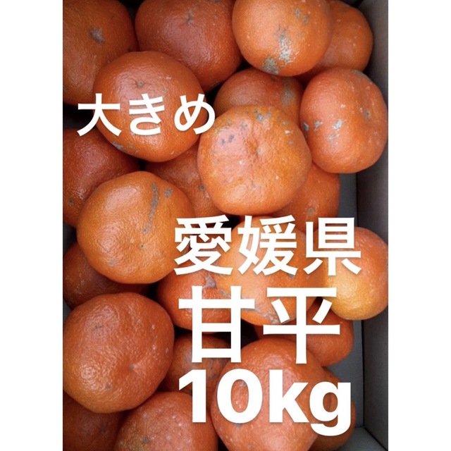 愛媛県産　甘平　柑橘　10kg食品