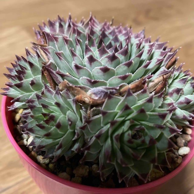 センベルビューム 多肉植物 1 フラワー/ガーデン センベルビューム 多肉植物 1 フラワー/ガーデン
